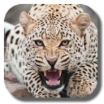 Logo of Leopard android Application 