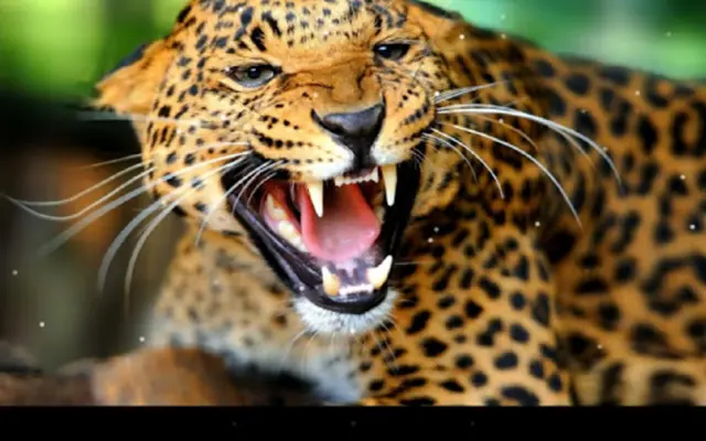 Leopard android App screenshot 1