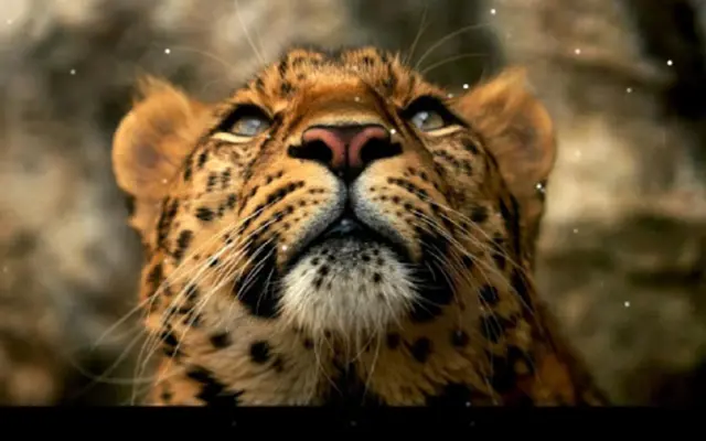 Leopard android App screenshot 3